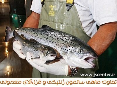 ماهی سالمون ژنتیکی و قزل آلای معمولی