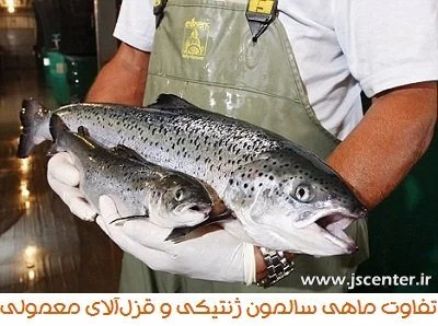 ماهی سالمون ژنتیکی و قزل آلای معمولی