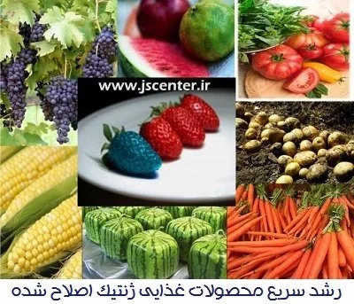 محصولات غذایی ژنتیک اصلاح شده