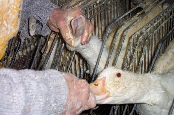 مراحل تولید جگر چرب Foie Gras