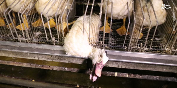 مراحل تولید Foie Gras
