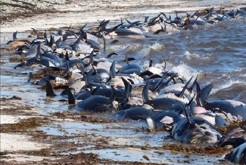 مرگ دسته‌جمعی دلفین‌ها