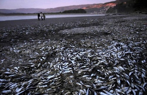 مرگ دسته‌جمعی هزاران ماهی در سواحل شیلی
