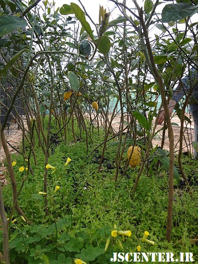 باغ اتروگ یا ترنج در سال شمیطا