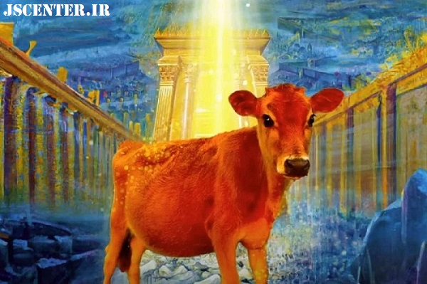 ماده گاو قرمز یا تلیسه قرمز یا گوساله قرمز در ماه نیسان Red heifer